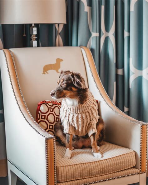 10 Phenomenal Hotels in Philadelphia That Welcome Your Furry Best Friends