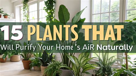 10 Plants for Your Bedroom to Clean Air in 2025