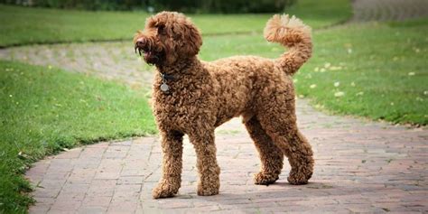 10 Poodle Crossbreeds: The Ultimate Guide to Designer Dogs