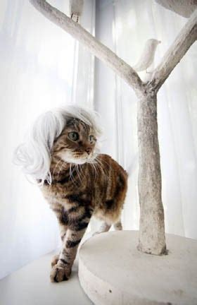 10 Reasons Why Cats Look So Glamorous with Wigs