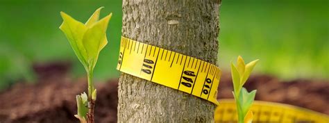 10 Reasons Why Fertilizing Trees Matters