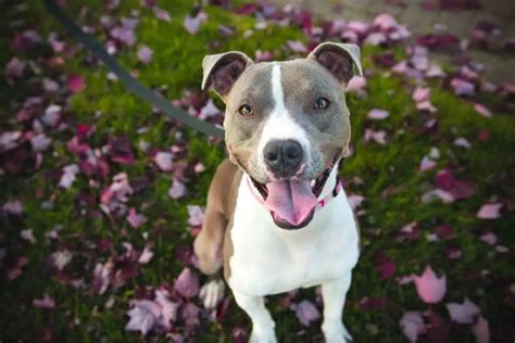 10 Reasons Why You Should NOT Crop Your Pitbull's Ears