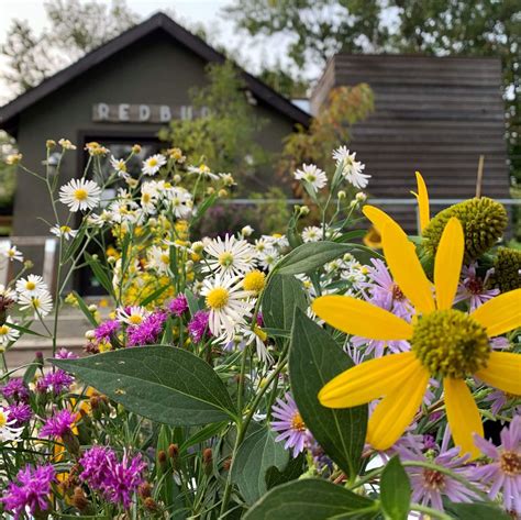 10 Reasons to Choose Redbud Native Plant Nursery for Your Landscaping Needs