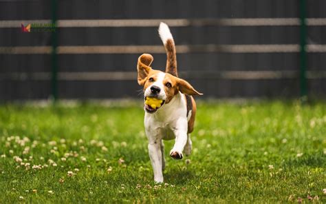 10 Safe Fertilizers for Dogs: Ensuring Your Furry Friend's Health