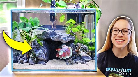 10 Secrets to Creating the Perfect Betta Cave: An In-Depth Guide