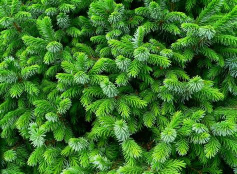 10 Secrets to Fertilizing Evergreens for Unstoppable Growth