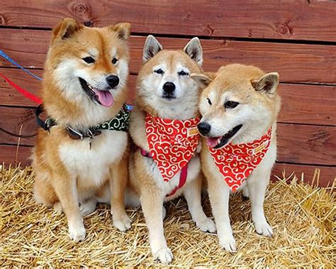 10 Shiba Inu Hotspots for Ultimate Shiba Enjoyment