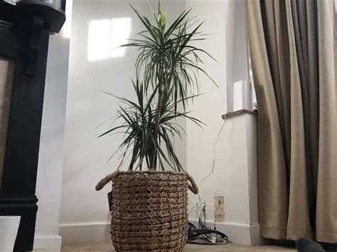 10 Shocking Truths About Dracaena & Cats: A Toxic Duo