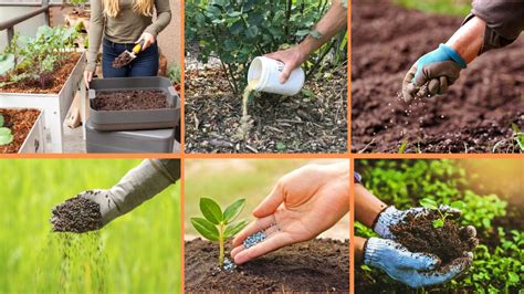 10 Simple Steps to Fertilize Your Plants