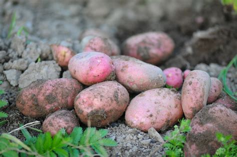 10 Smart Ways to Fertilize Potatoes for Maximum Yield