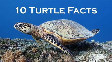 10 Spectacular Facts About Sea Turtles