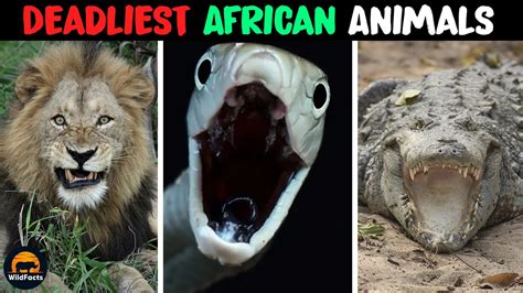 10 Terrifyingly Dangerous Animals in Africa