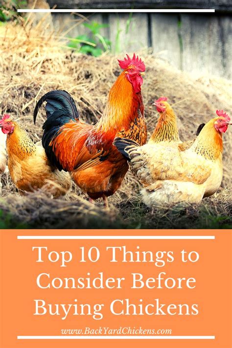 10 Things to Consider Before Buying a Chicken Compost Machine