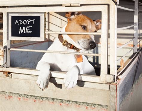 10 Things to Know Before Adopting an Animal from Sterling Animal Shelter