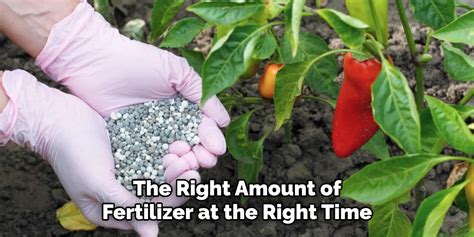 10 Tips for Choosing the Right Fertilizer for Pepper Plants