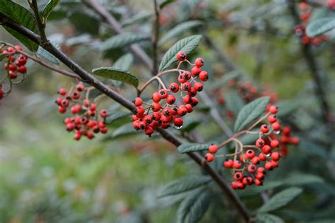 10 Tips for Fertilizing Cotoneaster Trees