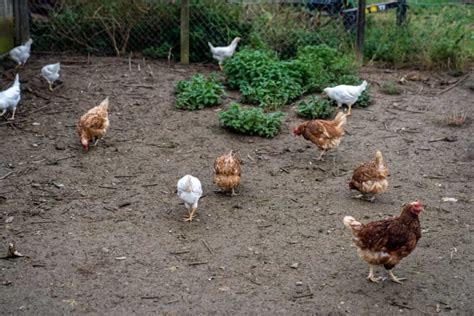 10 Tips for Maximizing Chicken Manure Fermentation Efficiency