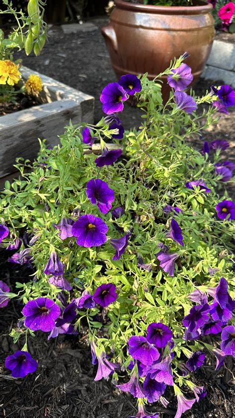 10 Tips on Fertilizing Petunias for an Explosion of Blooms