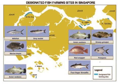 10 Types of Fish Commonly Found in Singapore Market by 2025