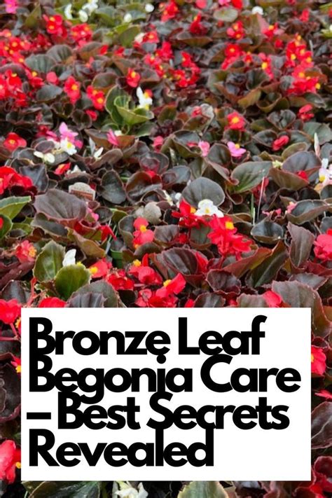 10 Ultimate Begonia Fertilizer Secrets for Thriving Blooms