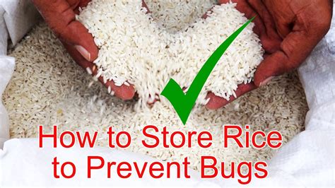 10 Ultimate Hacks to Eradicate Rice Bugs in 2025