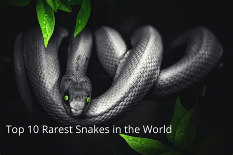 10 Unbelievable Facts About Snakes in Ireland That Will Make Your Skin Crawl