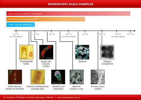 10 Uses of the µm: A Versatile Unit for Microscopic Measurements