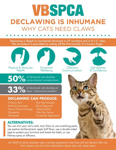 10 Vets That Declaw Cats Near Me: A Comprehensive Guide