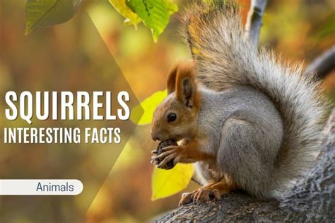 10 Wallet-Size Squirrels You Need to Know