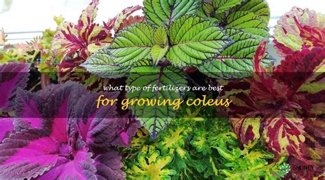 10 Ways to Supercharge Your Coleus Growth with Fertilizer