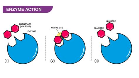 10.23.2024 what type of biomolecule an enzyme: