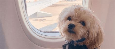 100% Pet-Friendly Flights