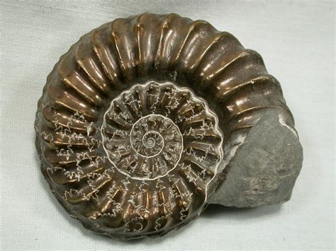 100,000-Year-Old Ammonite Fossils: Unlocking Ancient Spiritual Truths