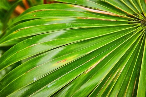 100+ Plants with Leafy Fronds