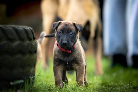 100+ Tips and Tricks for Belgian Shepherd Malinois Training