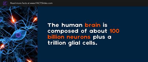 100 Billion Neurons: