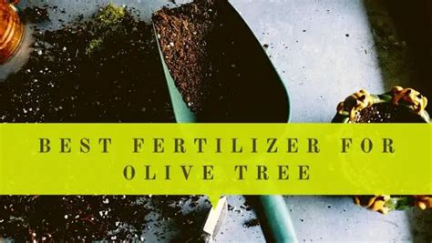 100 Creative Ways to Use Fertilizer for Olives