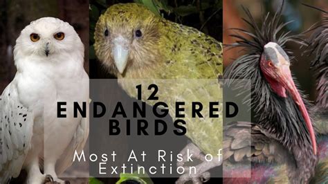 100 Endangered Bird Species: A Race Against Time