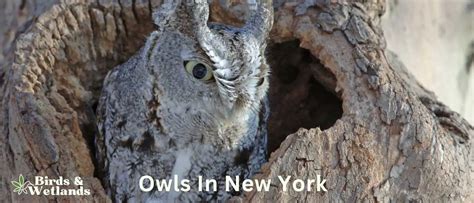 100 Owls in New York: An Unfeathered Exploration