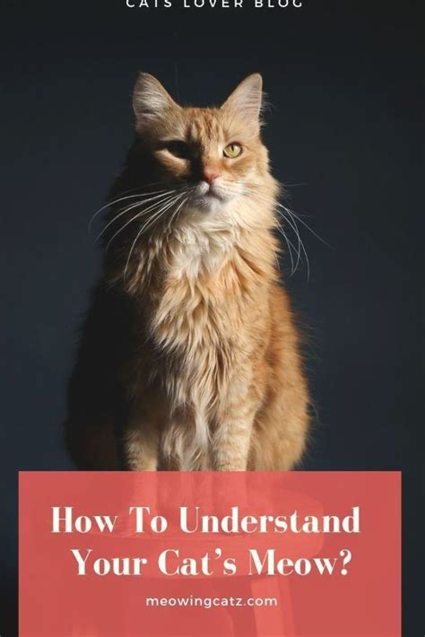 100 ways to understand your cat 100 ways to understand your cat PDF
