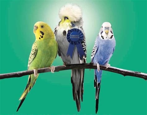 1000+ Budgie Species and Traits: Discover Your Perfect Companion in 2025