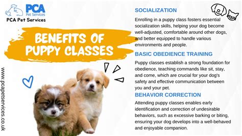 1000+ Puppy Socialization Classes Near Me: A Comprehensive Guide