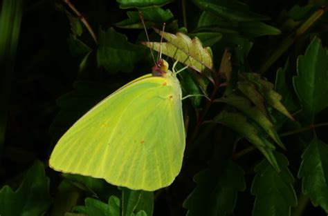 1000+1 Amazing Neon Green Butterflies: Discover Their Beauty and Significance