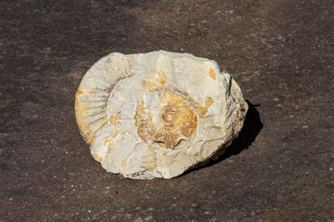 1000-Year-Old Ammonite Fossil: Unlocking Its Spiritual Significance