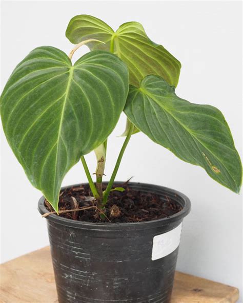 10000+ Essential Philodendron Fertilizer Tips & Tricks