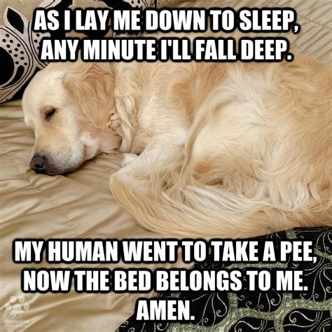 1000000000 Ways Sleeping Dog Memes Can Boost Your Success