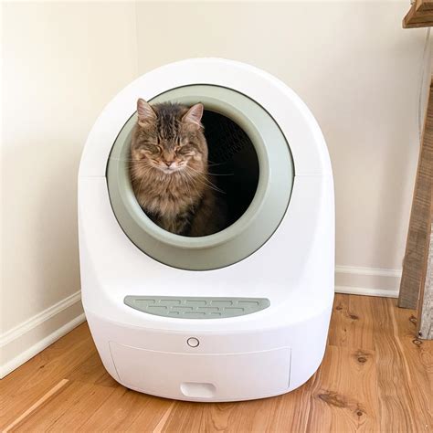 10001 Reasons Why Disposable Cat Litter Boxes Are the Ultimate Convenience