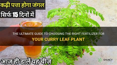 1001 Wonders of Curry Leaf Fertilizer: A Bountiful Harvest Awaits!