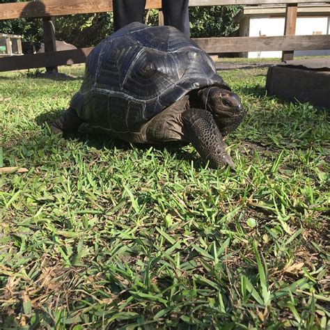 10011 Best Places to Buy a Tortoise in Singapore 2025