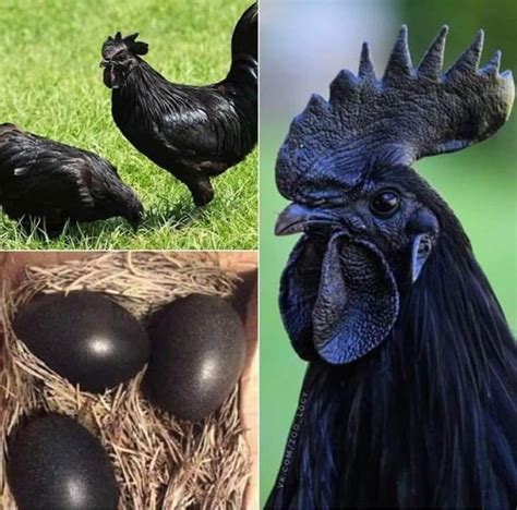 101 Amazing Void Chickens: An Enchanting Guide to the Ethereal Poultry